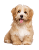 Pets & Animals